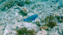 Chlorurus microrhinos