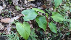 Homalomena philippinensis