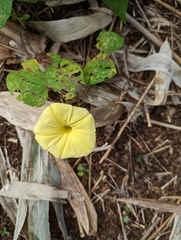 Ipomoea ochracea