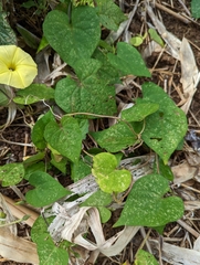 Ipomoea ochracea