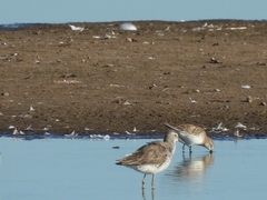 Calidris himantopus