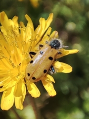 Trichodes octopunctatus