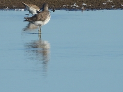 Calidris himantopus