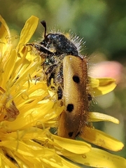 Trichodes octopunctatus