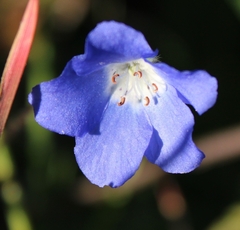Nemophila menziesii