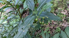 Ardisia virens