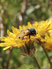 Trichodes octopunctatus