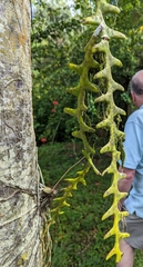 Selenicereus anthonyanus