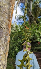 Selenicereus anthonyanus