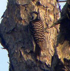 Dryobates borealis