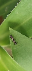 Thysanoptera