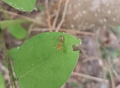 Myrmaplata plataleoides
