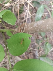 Myrmaplata plataleoides