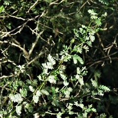 Mimosa ostenii