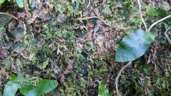 Tahitian Netted Vein Fern (Didymoglossum tahitense)