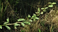 Mimosa ostenii