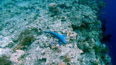 Chlorurus microrhinos