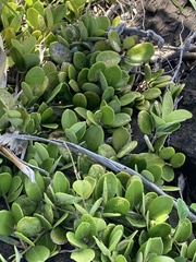Hoya australis