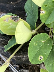 Hoya australis
