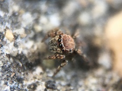 Attinella dorsata
