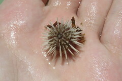 Lytechinus variegatus