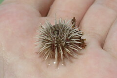 Lytechinus variegatus