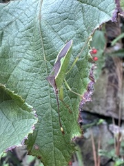 Homoeocerus walkerianus