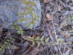 Myriopteris fendleri