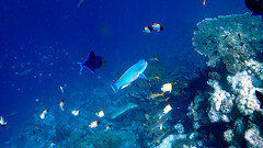 Chlorurus microrhinos