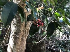 Ardisia