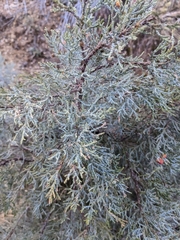 Juniperus deppeana