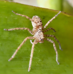 Heteropoda jugulans