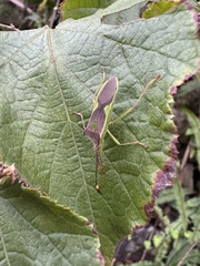 Homoeocerus walkerianus