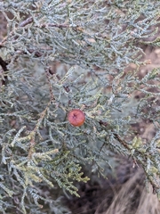 Juniperus deppeana