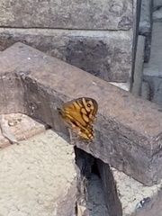 Heteronympha merope