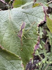 Homoeocerus walkerianus