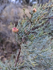 Juniperus deppeana
