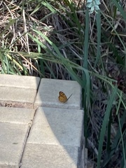 Heteronympha merope