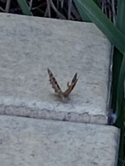 Heteronympha merope