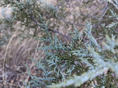 Juniperus deppeana