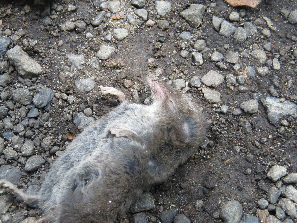 Saussure's Shrew