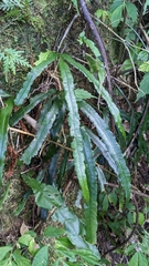 Lomariopsis boninensis
