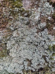 Cladonia caespiticia