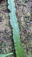Lomariopsis boninensis