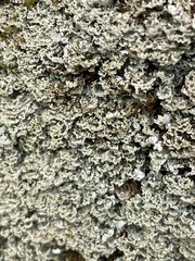 Cladonia caespiticia