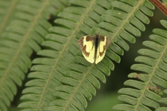 Leptophobia eleone