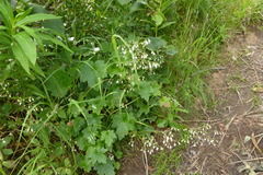 Heuchera glabra