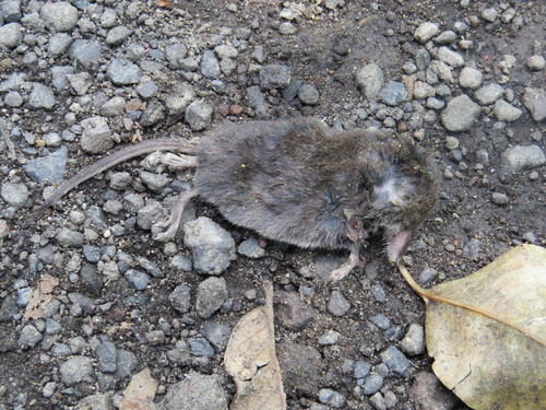 Sorex saussurei