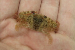 Achelous spinimanus
