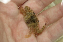 Achelous spinimanus